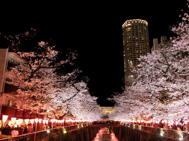 目黒川の桜並木（目黒区）